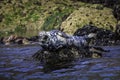 Grey Seal Halichoerus grypus