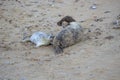 A Grey Seal Halichoerus grypus mother suckling her young pup on the North Norfolk coast Royalty Free Stock Photo