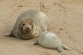 A Grey Seal Halichoerus grypus mum with her newly born pup lying on the beach. Royalty Free Stock Photo