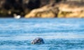 Grey seal Halichoerus grypus in Scotland