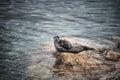 Grey Seal (Halichoerus grypus) Pup Helgoland Germany