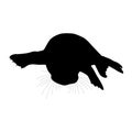 Grey Seal Halichoerus Grypus, Resting On a Beach, Front View, Silhouette, Found In Map Of United Kingdom, Ireland