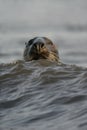 Grey seal, Halichoerus grypus Royalty Free Stock Photo