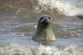 Grey seal, Halichoerus grypus