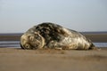 Grey seal, Halichoerus grypus