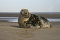 Grey seal, Halichoerus grypus Royalty Free Stock Photo