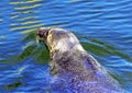 Grey seal swimming in Baltic Sea - Hel, Pomerania, Poland