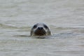 Grey Seal with head above water Royalty Free Stock Photo