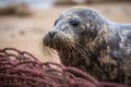 A Grey Seal at Horsey Beach in Norfolk England, tragically caught in a section of fishing net. Generative AI Royalty Free Stock Photo