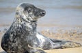 Grey seal on Horsey Beach, Norfolk Royalty Free Stock Photo