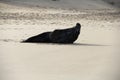 Grey Seal At Horsey Gap, Norfolk, UK Royalty Free Stock Photo