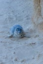 Grey Seal Horsey Norfolk Halichoerus grypus