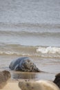 Grey Seal at Hosey Gap, Norfolk Royalty Free Stock Photo