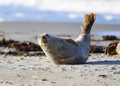 Grey seal