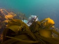 Grey seal in kelp 03 Royalty Free Stock Photo