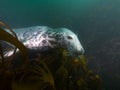 Grey seal in kelp 04 Royalty Free Stock Photo