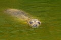 Grey Seal Royalty Free Stock Photo