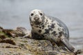 Grey seal looking at camera Halichoerus grypus, Farne Islands, Scotland Royalty Free Stock Photo