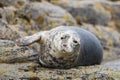 Grey seal looking at camera Halichoerus grypus, Farne Islands, Scotland Royalty Free Stock Photo
