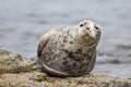 Grey seal looking at camera Halichoerus grypus, Farne Islands, Scotland Royalty Free Stock Photo