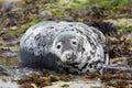 Grey seal looking at camera (Halichoerus grypus), Farne Islands, Scotland Royalty Free Stock Photo