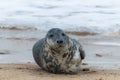 Grey seal looking at the camera, known as Atlantic horsehead seal or Halichoerus grypus, ashore to breed in England Royalty Free Stock Photo