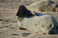 Grey Seal looking towards the camera at Horsey Royalty Free Stock Photo