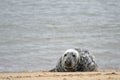 Grey seal lying on Horsey Beach, Norfolk Royalty Free Stock Photo