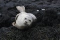 Grey seal lying on the rocks Royalty Free Stock Photo