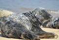 Grey seal on Horsey Beach, Norfolk Royalty Free Stock Photo