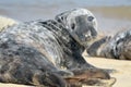 Grey seal on Horsey Beach, Norfolk Royalty Free Stock Photo