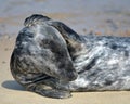 Grey seal on Horsey Beach, Norfolk Royalty Free Stock Photo