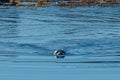 Grey Seal near Hvitserkur, North Iceland Royalty Free Stock Photo