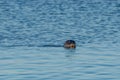 Grey Seal near Hvitserkur, North Iceland