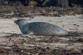 Grey Seal Phoca vitulina lying on the beach, seaweed in foreground, rocks in background Royalty Free Stock Photo