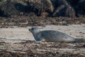 Grey Seal Phoca vitulina lying on the beach, seaweed in foreground, rocks in background Royalty Free Stock Photo