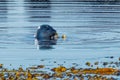 Grey Seal playing with a Seaweed near Hvammstangi, North Iceland Royalty Free Stock Photo