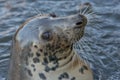 Grey seal portrait Royalty Free Stock Photo