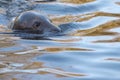 Grey seal portrait Royalty Free Stock Photo