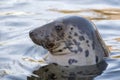 Grey seal portrait Royalty Free Stock Photo