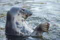 Grey seal portrait Royalty Free Stock Photo