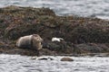 Grey seal portrait Royalty Free Stock Photo