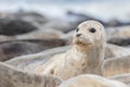 Grey seal portrait. Cute animal. Beautiful wildlife and nature image Royalty Free Stock Photo