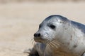 Grey seal portrait image. Wild gray seal face close-up Royalty Free Stock Photo