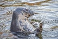 Grey seal portrait while moving its fin Royalty Free Stock Photo