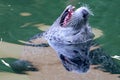 Grey seal portrait reflection on water Royalty Free Stock Photo