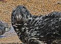 Grey seal pulling a funny face on beach Royalty Free Stock Photo