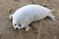 Grey Seal pup Royalty Free Stock Photo