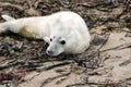 Grey Seal Pup Royalty Free Stock Photo