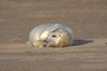 Grey seal pup